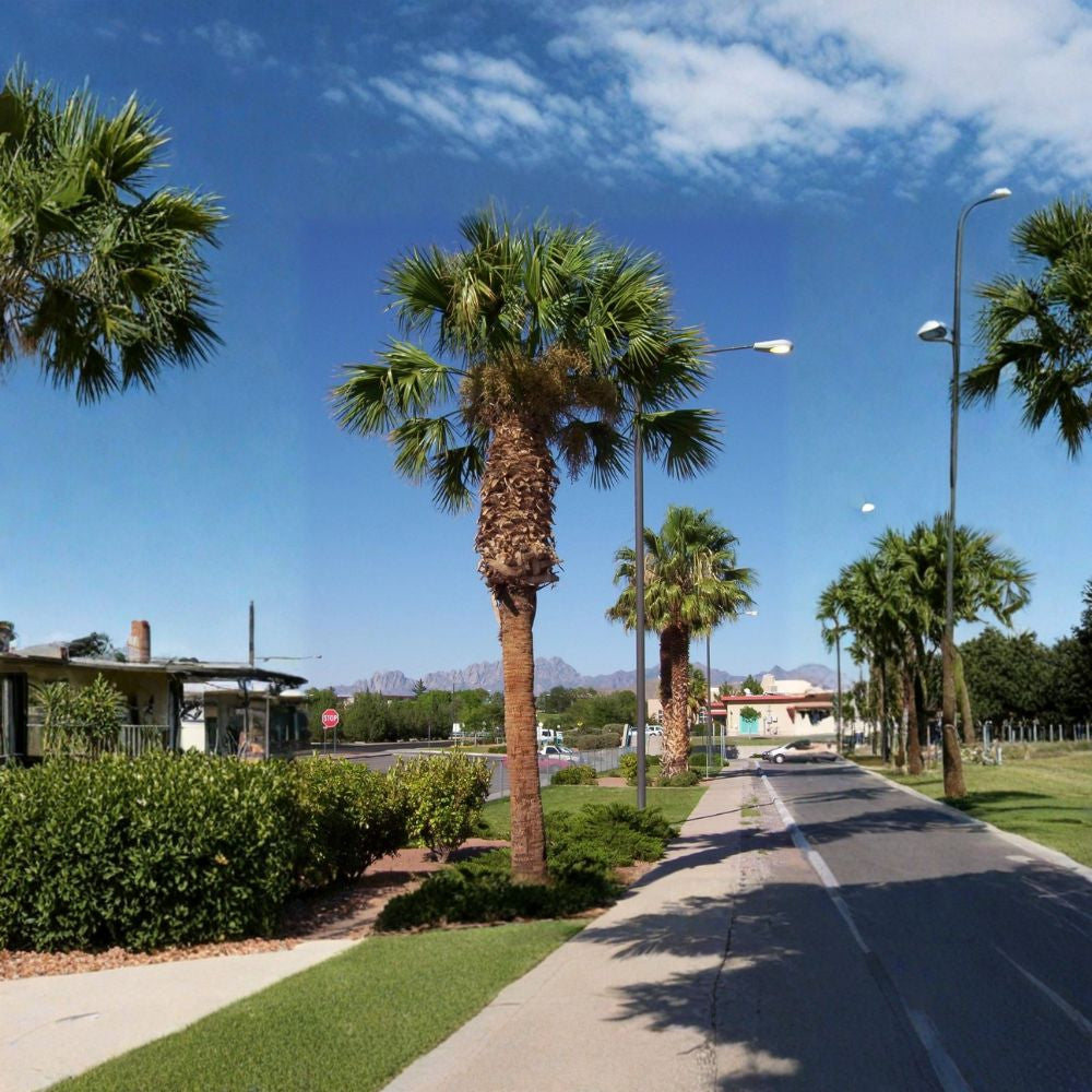 Mexican Fan Palm – Washingtonia robusta Seeds | 120 Seeds | Fast Growing Evergreen Palm | Heat & Drought Tolerant