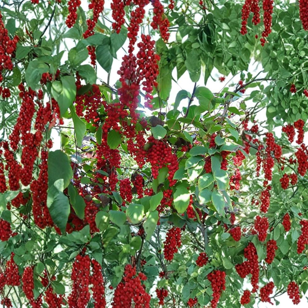Schisandra Chinensis – Chinese Magnolia Vine Live Seeds | Pack of 10 | Hardy Edible Climbing Vine  Five Flavor Berry | Cold Hardy Zones 4–10 | Fast Growing