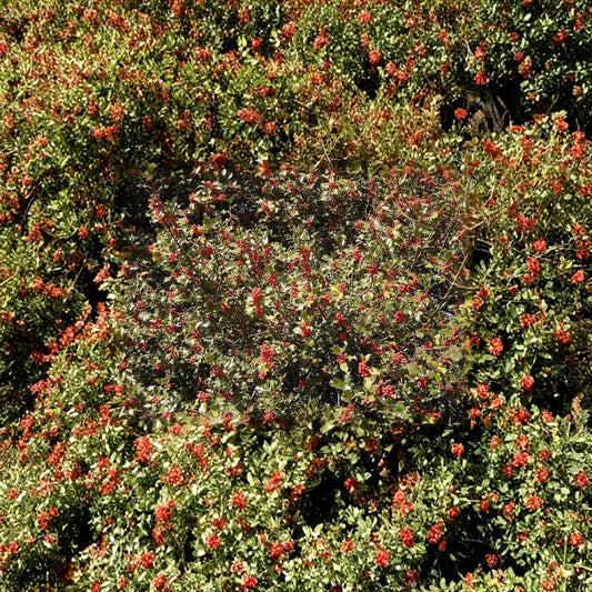 English Holly – Ilex aquifolium Tree Seeds | 960 Seeds | Evergreen Berry Tree | Winter Interest Hedge | Wildlife Friendly