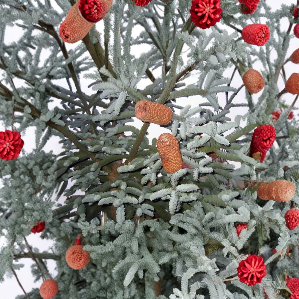 Blue Noble Fir – Abies procera glauca (Abies nobilis) 120 Seeds | Fragrant Evergreen Conifer  Classic Christmas Tree | Wind Firm | Blue Needles | Bonsai Friendly