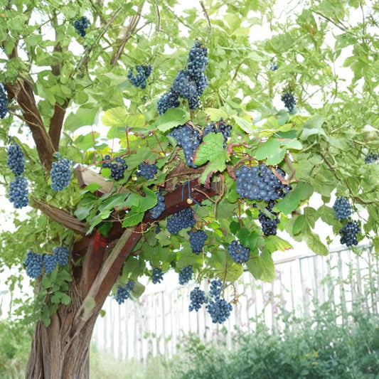 Amur Grape – Vitis amurensis 240 Seeds | Hardy Climbing Vine | Edible Fruit  Fast Growing Grape Vine | Brilliant Fall Color | Cold Tolerant
