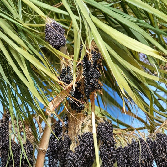Mexican Fan Palm – Washingtonia robusta Seeds | 240 Seeds | Fast Growing Evergreen Palm | Heat & Drought Tolerant