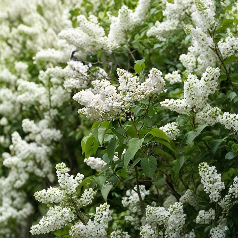 French Lilac – Syringa vulgaris 800 Shrub Seeds | Fragrant Purple Blooms | Cold Hardy Hedge  Bulk Landscaping Pack • Privacy Screen • Windbreak Planting