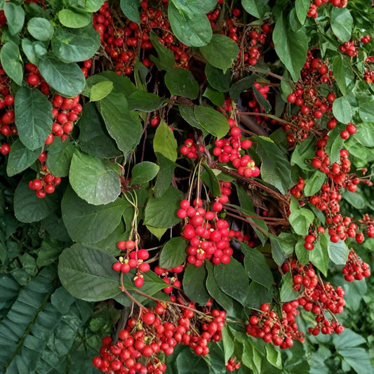 Schisandra Chinensis – Chinese Magnolia Vine 60 Seeds | Hardy Edible Climbing Vine | Fast Growing  Five Flavor Berry | Cold Hardy Zones 4–10 | Fragrant Ornamental Vine