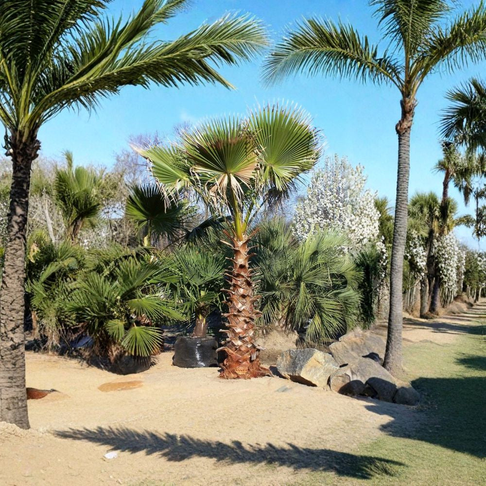 Mexican Fan Palm – Washingtonia robusta Seeds | 480 Seeds | Fast Growing Evergreen Palm | Heat & Drought Tolerant