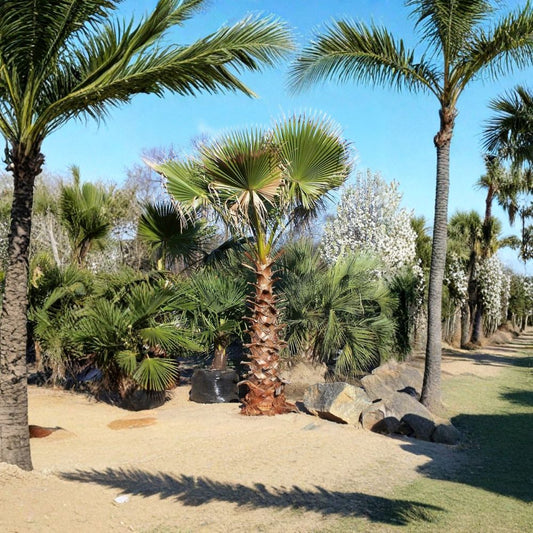 Mexican Fan Palm – Washingtonia robusta Seeds | 480 Seeds | Fast Growing Evergreen Palm | Heat & Drought Tolerant