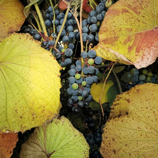 Amur Grape – Vitis amurensis 480 Seeds | Hardy Climbing Vine | Edible Fruit  Bulk Fast Growing Grape Vine | Brilliant Fall Color | Cold Tolerant