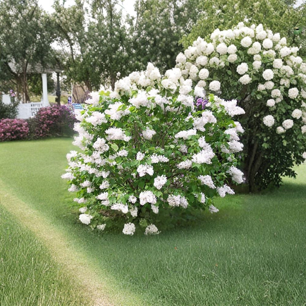 French Lilac – Syringa vulgaris 1600 Shrub Seeds | Fragrant Purple Spring Blooms | Cold Hardy  Wholesale Bulk Pack • Privacy Hedge • Nursery & Landscaping Use