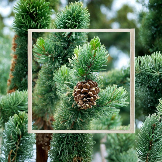 Bristlecone Pine – Pinus aristata 10 Seeds | Hardy Evergreen | Bonsai Tree  Ancient Long Lived Pine | Slow Growing | Cold & Drought Tolerant