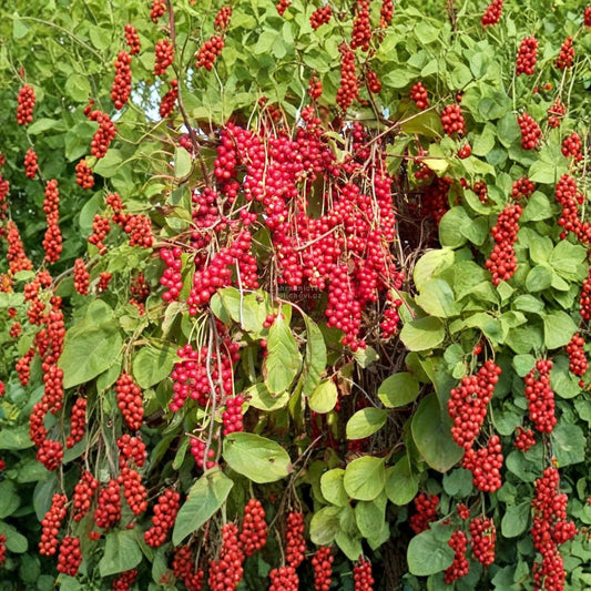 Schisandra Chinensis – Chinese Magnolia Vine 120 Seeds | Hardy Edible Climbing Vine | Fast Growing  Five Flavor Berry | Cold Hardy Zones 4–10 | Fragrant Ornamental Vine