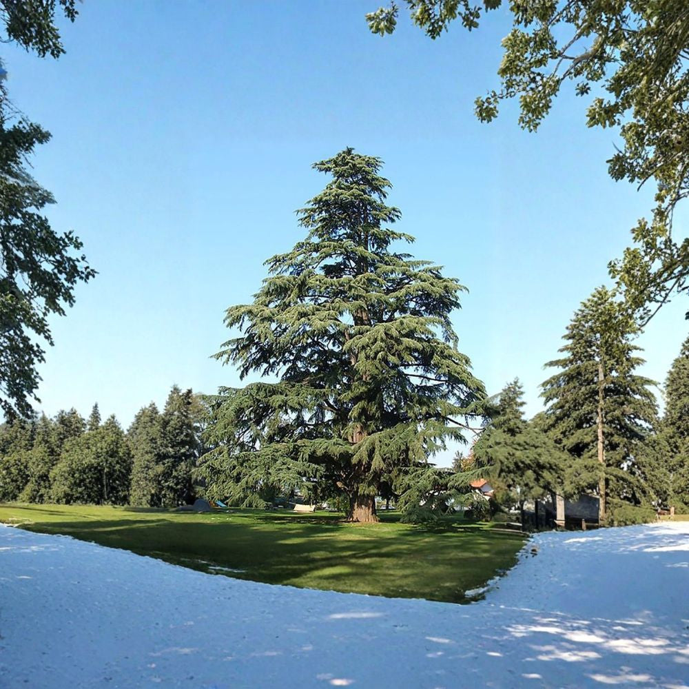 Deodar Cedar – Cedrus deodara Seeds | 10 Seeds | Himalayan Cedar Evergreen Tree | Fragrant Ornamental Conifer