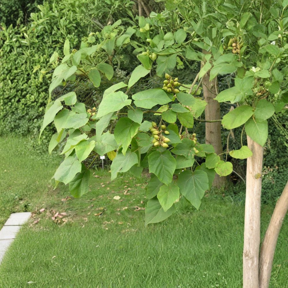 Royal Empress Tree – Paulownia tomentosa Seeds | 2800 Seeds | Fast Growing Flowering Tree | Fragrant Spring Blooms | Shade & Timber