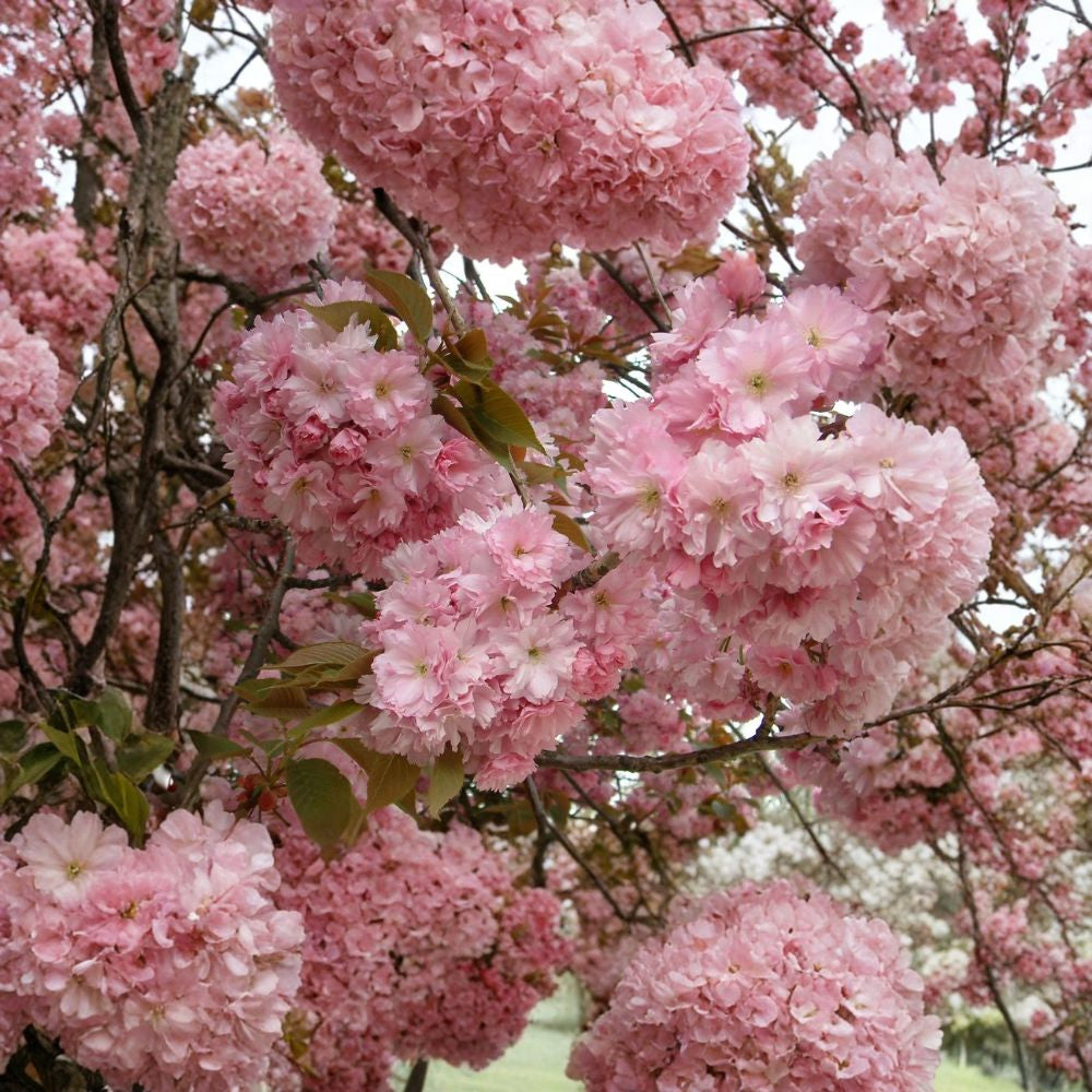 Japanese Flowering Cherry – Prunus serrulata 5 Seeds | Untreated | Ready for Stratification  Ornamental Blooming Tree | Bonsai Friendly | Hardy Zones 5–8