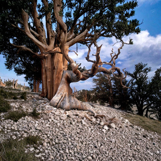 Bristlecone Pine – Pinus aristata 30 Seeds | Hardy Evergreen | Bonsai Tree  Ancient Long Lived Pine | Slow Growing | Cold & Drought Tolerant