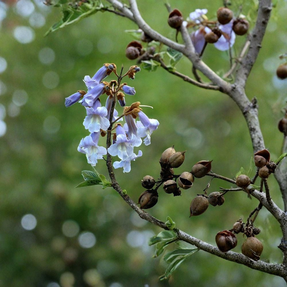 Royal Empress Tree – Paulownia tomentosa Seeds | 5600 Seeds | Fast Growing Flowering Tree | Fragrant Spring Blooms | Shade & Timber