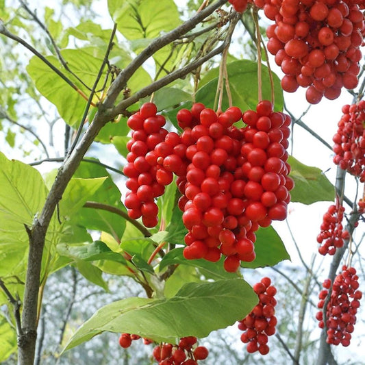 Schisandra Chinensis – Chinese Magnolia Vine 240 Seeds | Hardy Edible Climbing Vine | Fast Growing  Five Flavor Berry | Cold Hardy Zones 4–10 | Fragrant Ornamental Vine