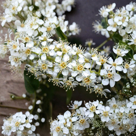 Black Cherry – Prunus serotina 30 Tree Seeds | Native Edible Cherry | Fast Growing Hardwood  Wildlife Friendly • Timber Tree • Fragrant Spring Blooms