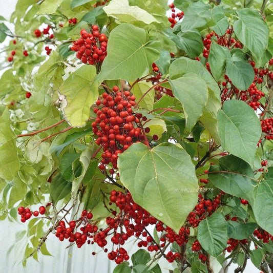 Igiri Tree (Chinese Wonder) – Idesia polycarpa Seeds | 50 Seeds | Fast Growing Ornamental Tree | Edible Berries | Multi-Season Interest