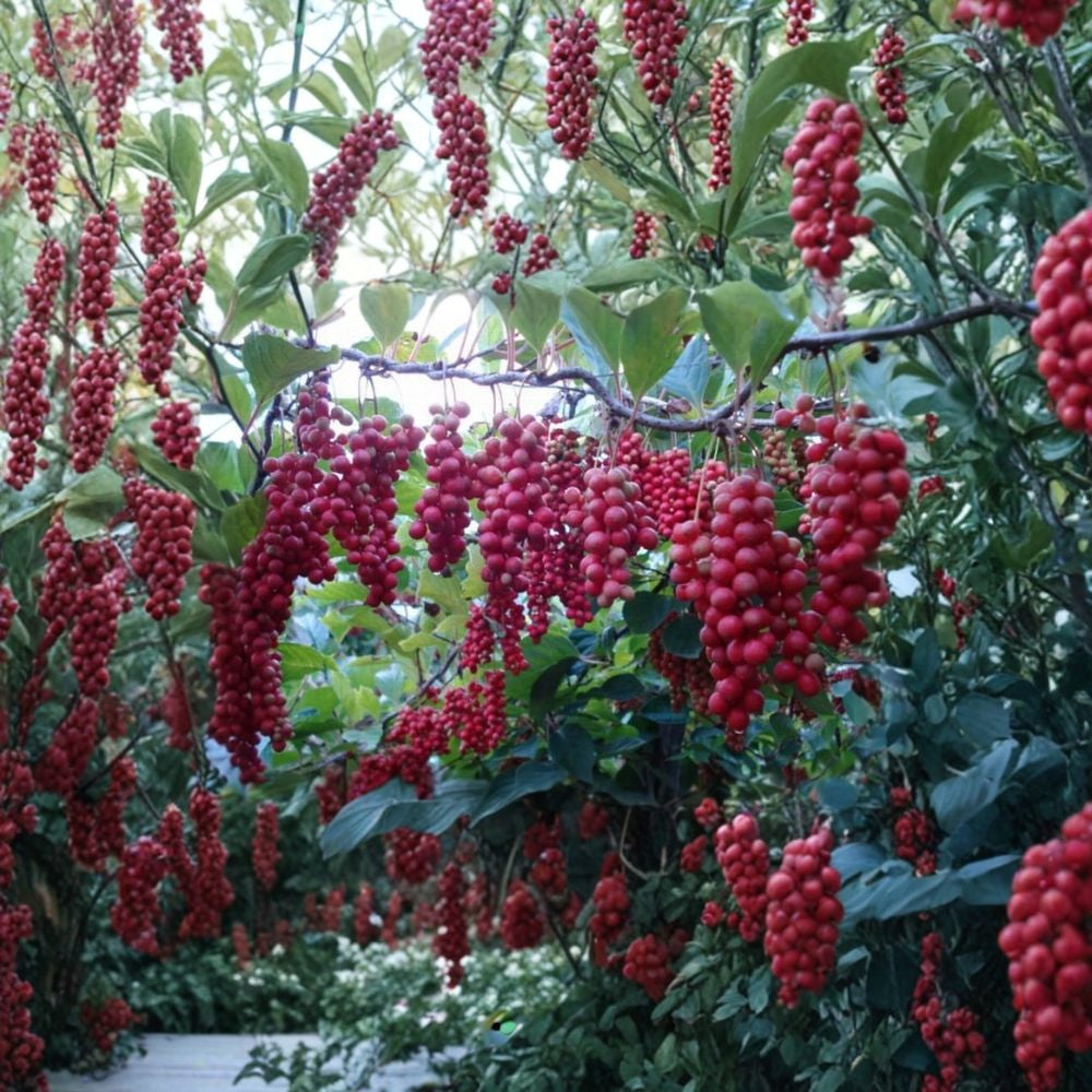 Schisandra Chinensis – Chinese Magnolia Vine 480 Seeds | Hardy Edible Climbing Vine | Fast Growing  Five Flavor Berry | Cold Hardy Zones 4–10 | Fragrant Ornamental Vine