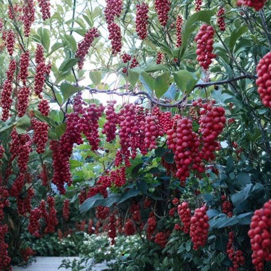 Schisandra Chinensis – Chinese Magnolia Vine 480 Seeds | Hardy Edible Climbing Vine | Fast Growing  Five Flavor Berry | Cold Hardy Zones 4–10 | Fragrant Ornamental Vine