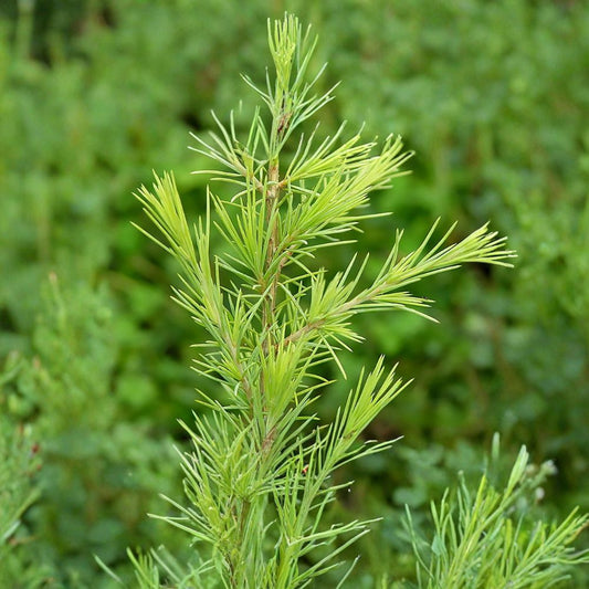 Deodar Cedar – Cedrus deodara Seeds | 60 Seeds | Himalayan Cedar Evergreen Tree | Fragrant Ornamental Conifer