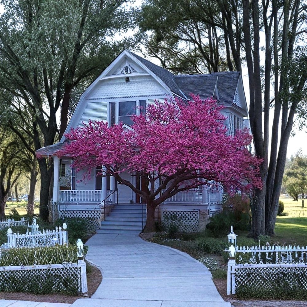 Eastern Redbud – Cercis canadensis (Northern Source) 20 Tree Seeds | Cold Hardy Zones 4–9 | Deciduous Ornamental  Showy Spring Blooms | Butterfly Friendly | Great for Yard, Border or Bonsai