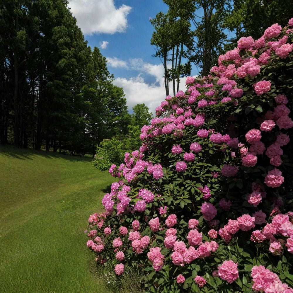 Rosebay Rhododendron – Rhododendron maximum Shrub Seeds | 300 Seeds | Hardy Evergreen Woodland Shrub | Showy Shade Blooms