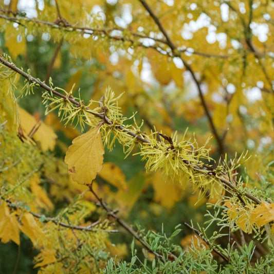 Witch Hazel – Hamamelis virginiana 30 Seeds | Late Fall Fragrant Blooms | Hardy Native Shrub  American Witchhazel | Brilliant Yellow Fall Color | Woodland Favorite
