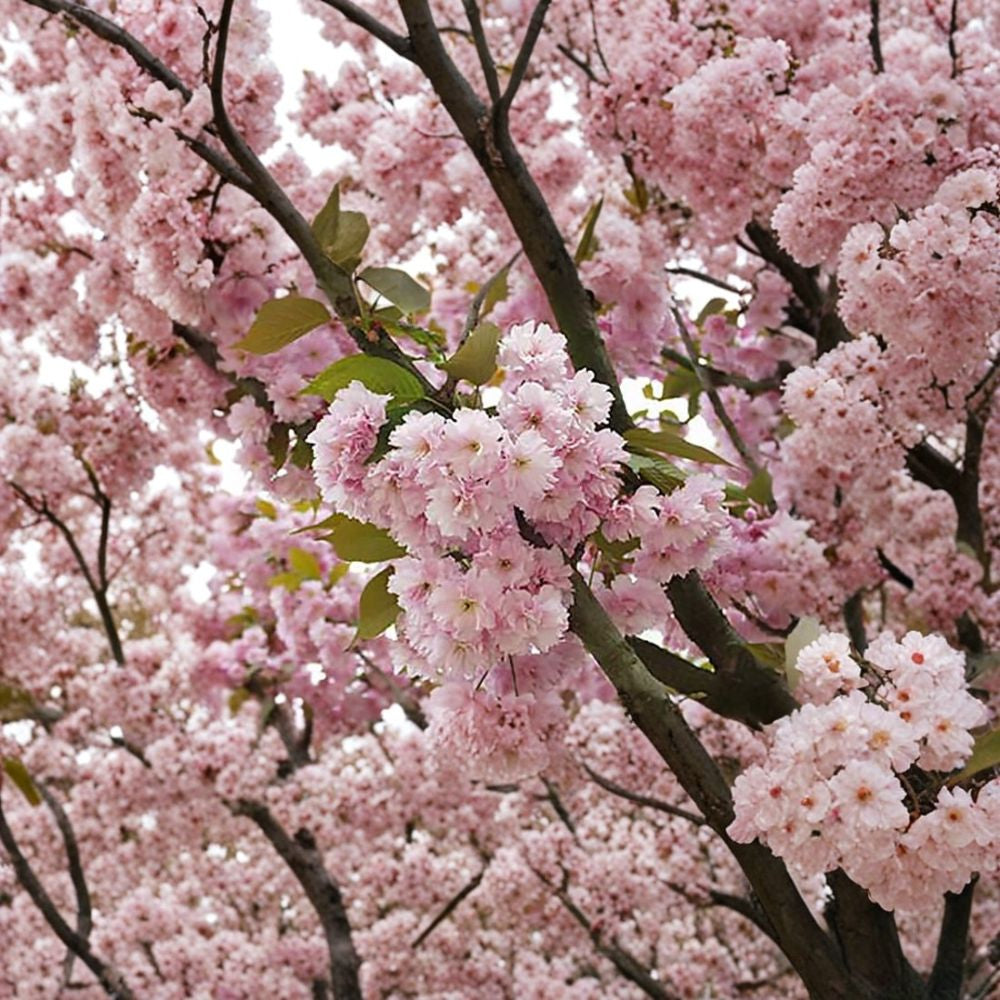 Japanese Flowering Cherry – Prunus serrulata 30 Seeds | Untreated | Ready for Stratification  Ornamental Blooming Tree | Bonsai Friendly | Hardy Zones 5–8
