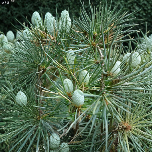 Deodar Cedar – Cedrus deodara Seeds | 120 Seeds | Himalayan Cedar Evergreen Tree | Fragrant Ornamental Conifer