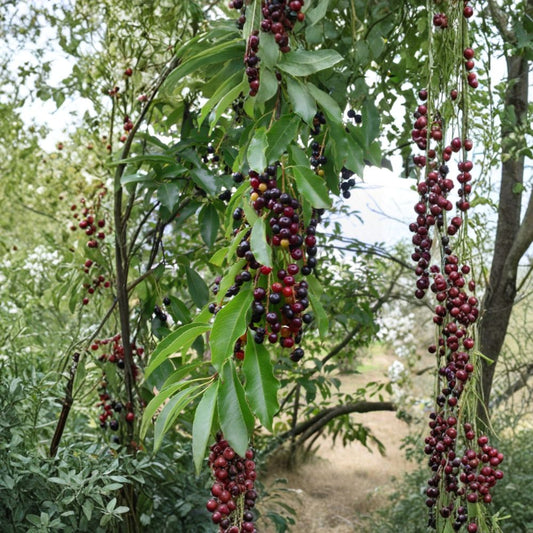 Black Cherry – Prunus serotina 120 Tree Seeds | Native Edible Cherry | Fast Growing Hardwood  Wildlife Habitat • Timber Tree • Brilliant Fall Color