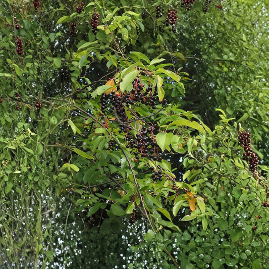 Black Cherry – Prunus serotina 240 Tree Seeds | Native Edible Cherry | Fast Growing Hardwood  Wildlife Habitat • Timber Tree • Brilliant Fall Color