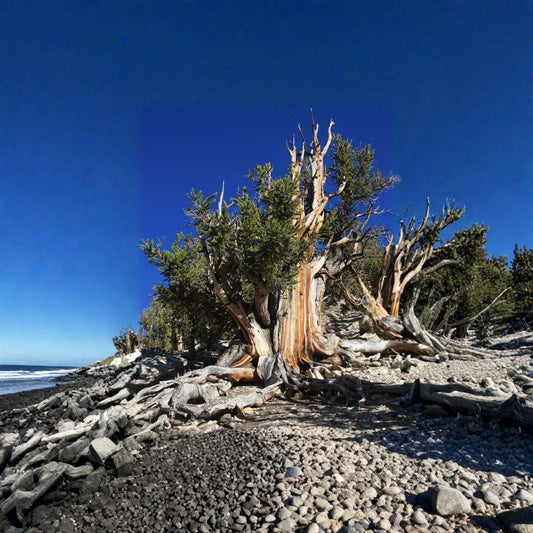 Bristlecone Pine – Pinus aristata 240 Seeds | Hardy Evergreen | Bonsai Tree  Ancient Long Lived Pine | Slow Growing | Cold & Drought Tolerant