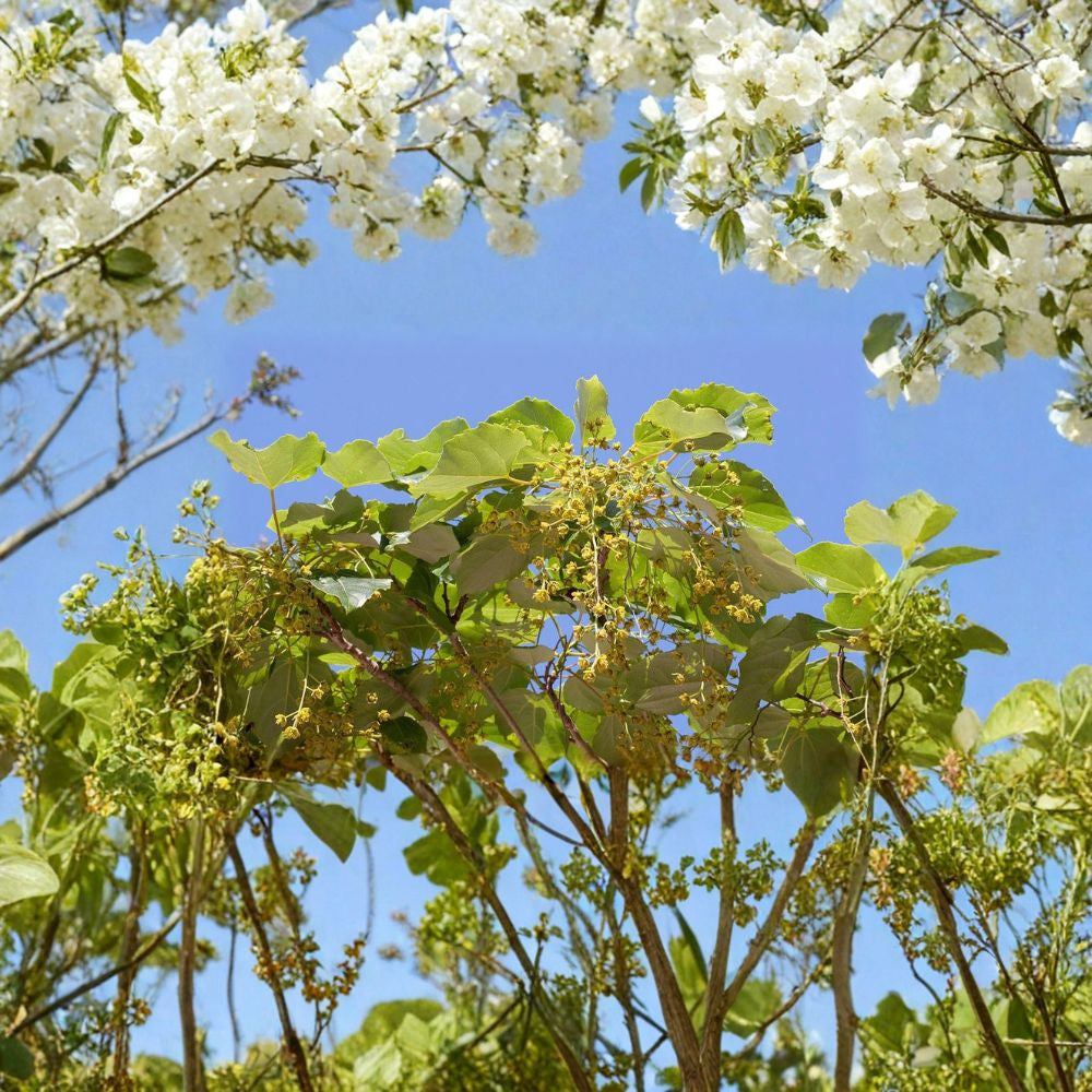 Igiri Tree (Chinese Wonder) – Idesia polycarpa Seeds | 300 Seeds | Fast Growing Ornamental Tree | Edible Berries | Wildlife Favorite