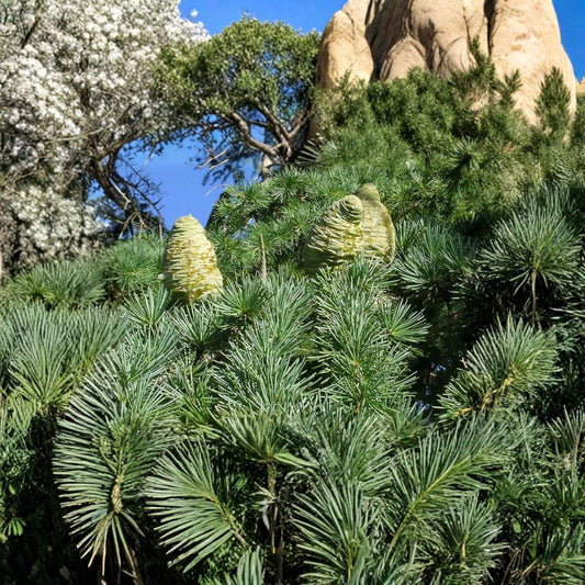 Deodar Cedar – Cedrus deodara Seeds | 240 Seeds | Himalayan Cedar Evergreen Tree | Fragrant Ornamental Conifer