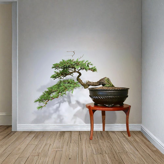 Deodar Cedar – Cedrus deodara Seeds | 480 Seeds | Himalayan Cedar Evergreen Tree | Fragrant Ornamental Conifer