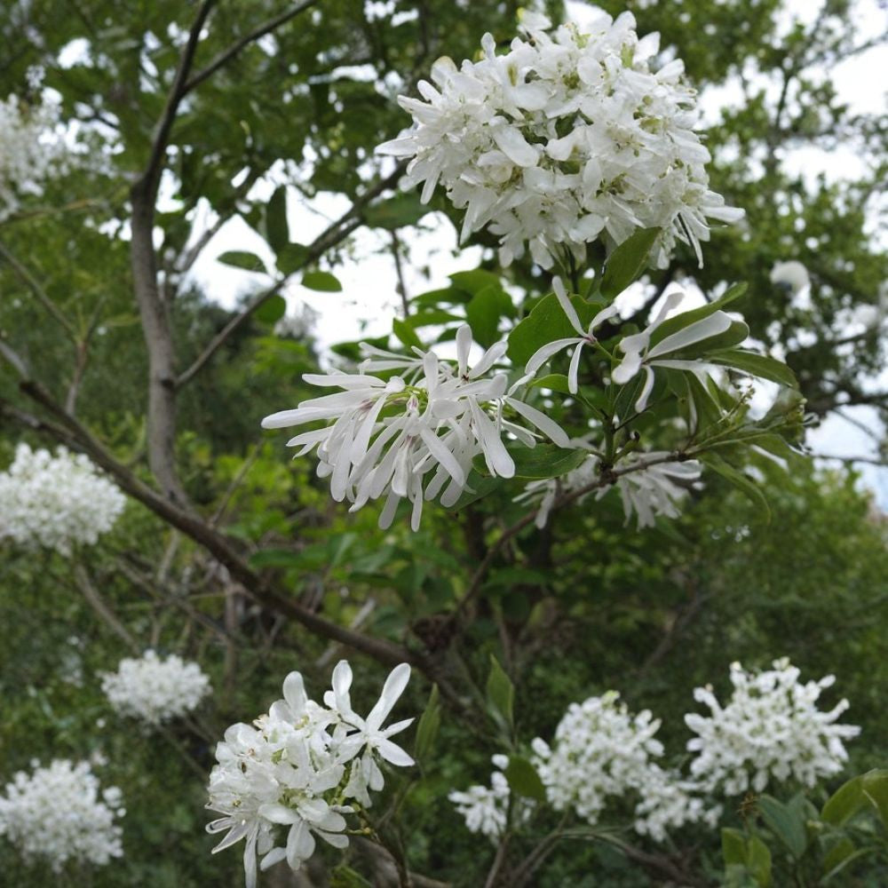 White Fringe Tree – Chionanthus virginicus 30 Seeds | Fragrant Native Flowering Tree | Hardy  Showy White Blooms | Fall Color | Attracts Birds