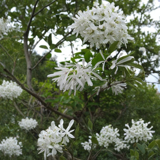 White Fringe Tree – Chionanthus virginicus 30 Seeds | Fragrant Native Flowering Tree | Hardy  Showy White Blooms | Fall Color | Attracts Birds
