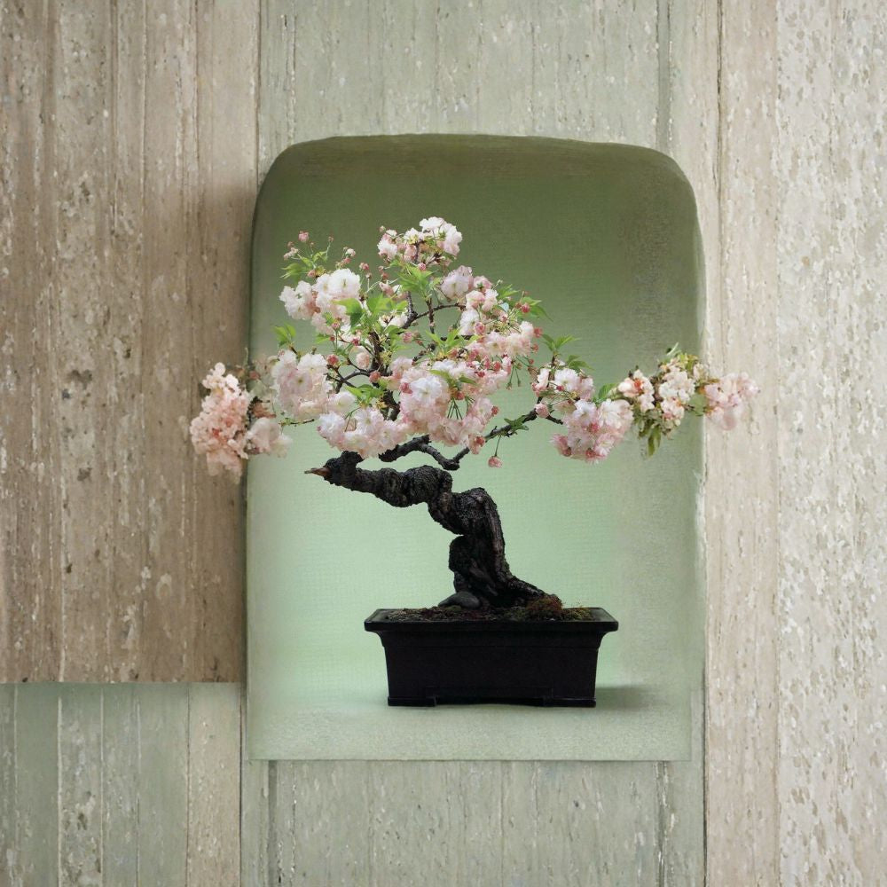 Japanese Flowering Cherry – Prunus serrulata 240 Seeds | Untreated | Ready for Stratification  Ornamental Blooming Tree | Bonsai Friendly | Hardy Zones 5–8