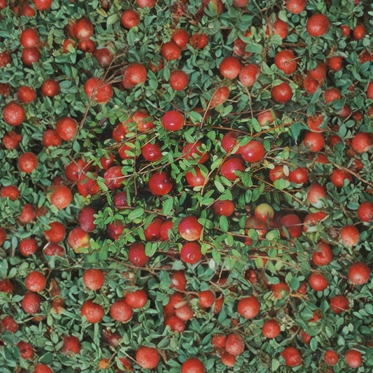 American Cranberry – Vaccinium macrocarpon 50 Seeds | Edible Ground Cover | Hardy Evergreen  Cold Tolerant Berry Plant | Fall Color | Wildlife Friendly