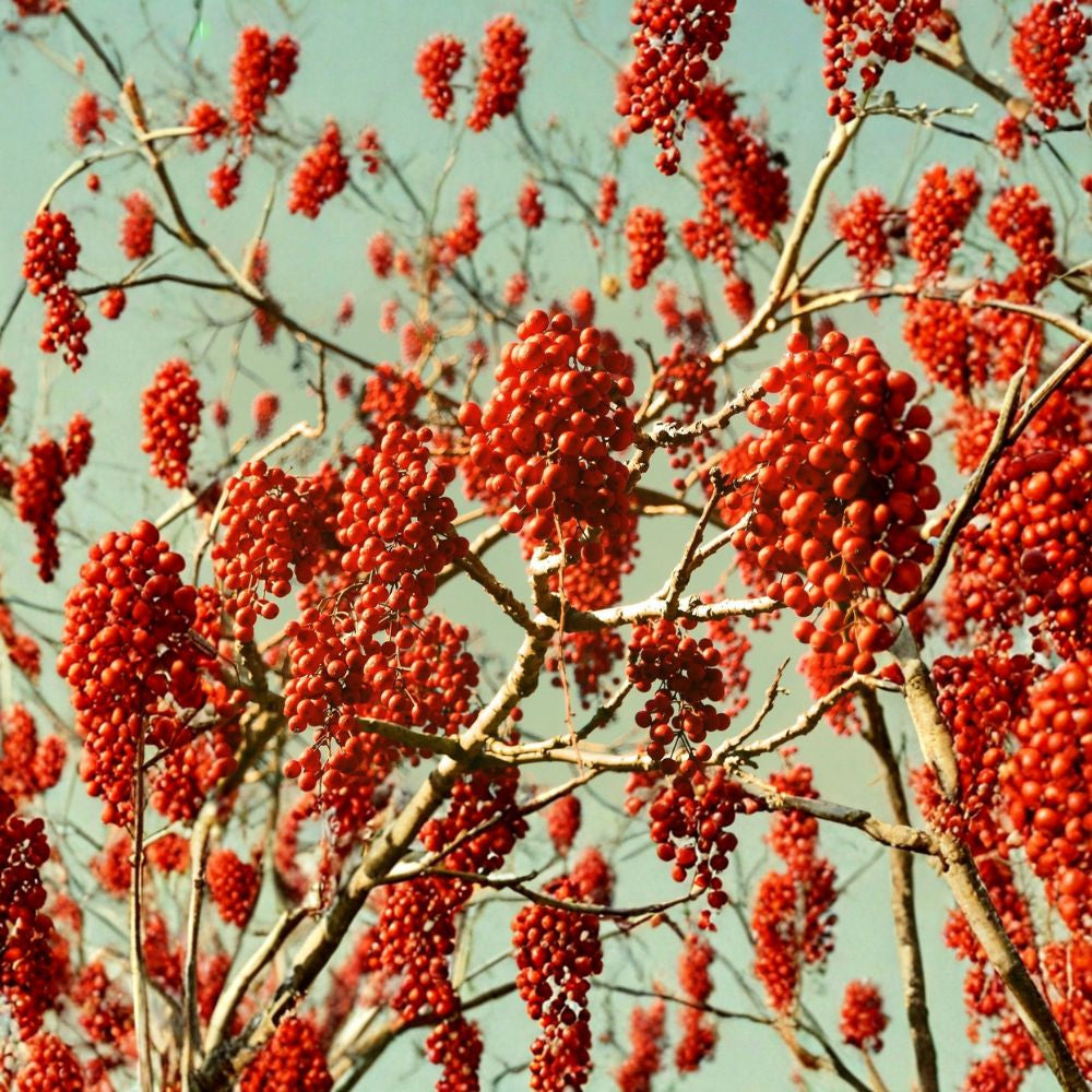 Igiri Tree (Chinese Wonder) – Idesia polycarpa Seeds | 1800 Seeds | Fast Growing Ornamental Tree | Edible Berries | Wildlife Habitat