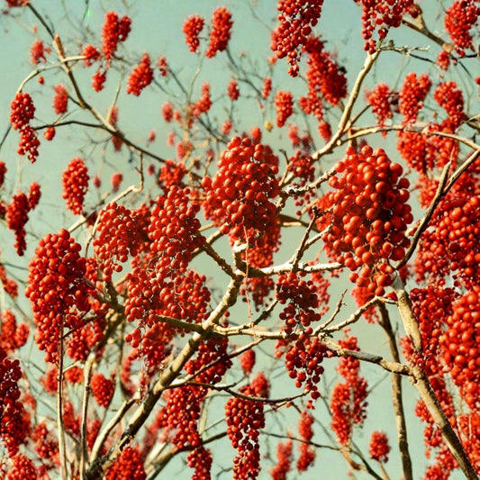 Igiri Tree (Chinese Wonder) – Idesia polycarpa Seeds | 1800 Seeds | Fast Growing Ornamental Tree | Edible Berries | Wildlife Habitat