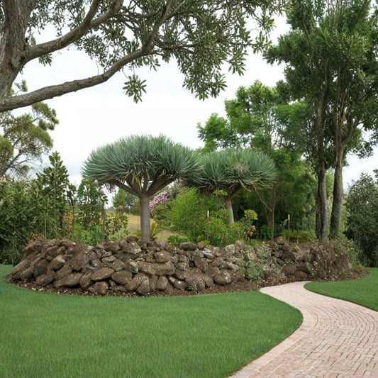 Dragon Tree – Dracaena draco Seeds | 5 Seeds | Showy Evergreen Tropical Tree | Unique Long-Lived Houseplant