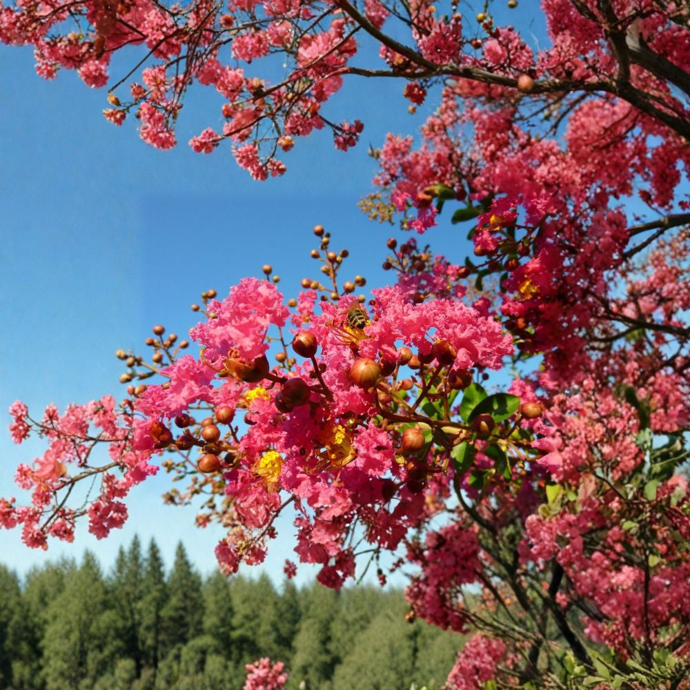 Crape Myrtle – Lagerstroemia indica 50 Seeds | Mixed Colors | Ready for Cold Stratification  Fast Growing Flowering Tree | Long Summer Blooms | Drought Tolerant