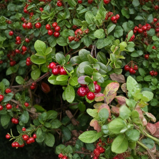 American Cranberry – Vaccinium macrocarpon 150 Seeds | Edible Ground Cover | Hardy Evergreen  Cold Tolerant Berry Plant | Fall Color | Wildlife Friendly