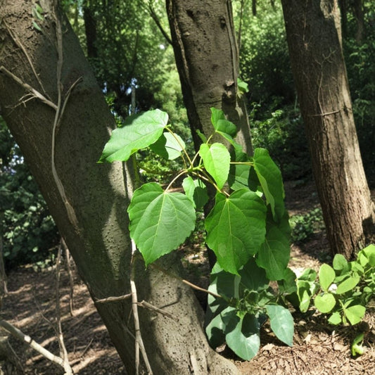 Igiri Tree (Chinese Wonder) – Idesia polycarpa Seeds | 5400 Seeds | Fast Growing Ornamental Tree | Edible Berries | Wildlife & Restoration Planting