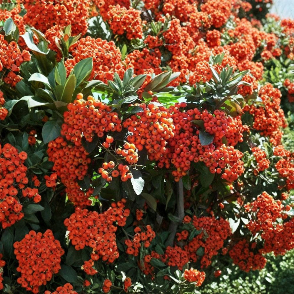 Scarlet Firethorn – Pyracantha coccinea 100 Shrub Seeds | Thorny Hedge Plant | Bright Red Winter Berries  Fast Growing • Showy Fruit • Wildlife Friendly