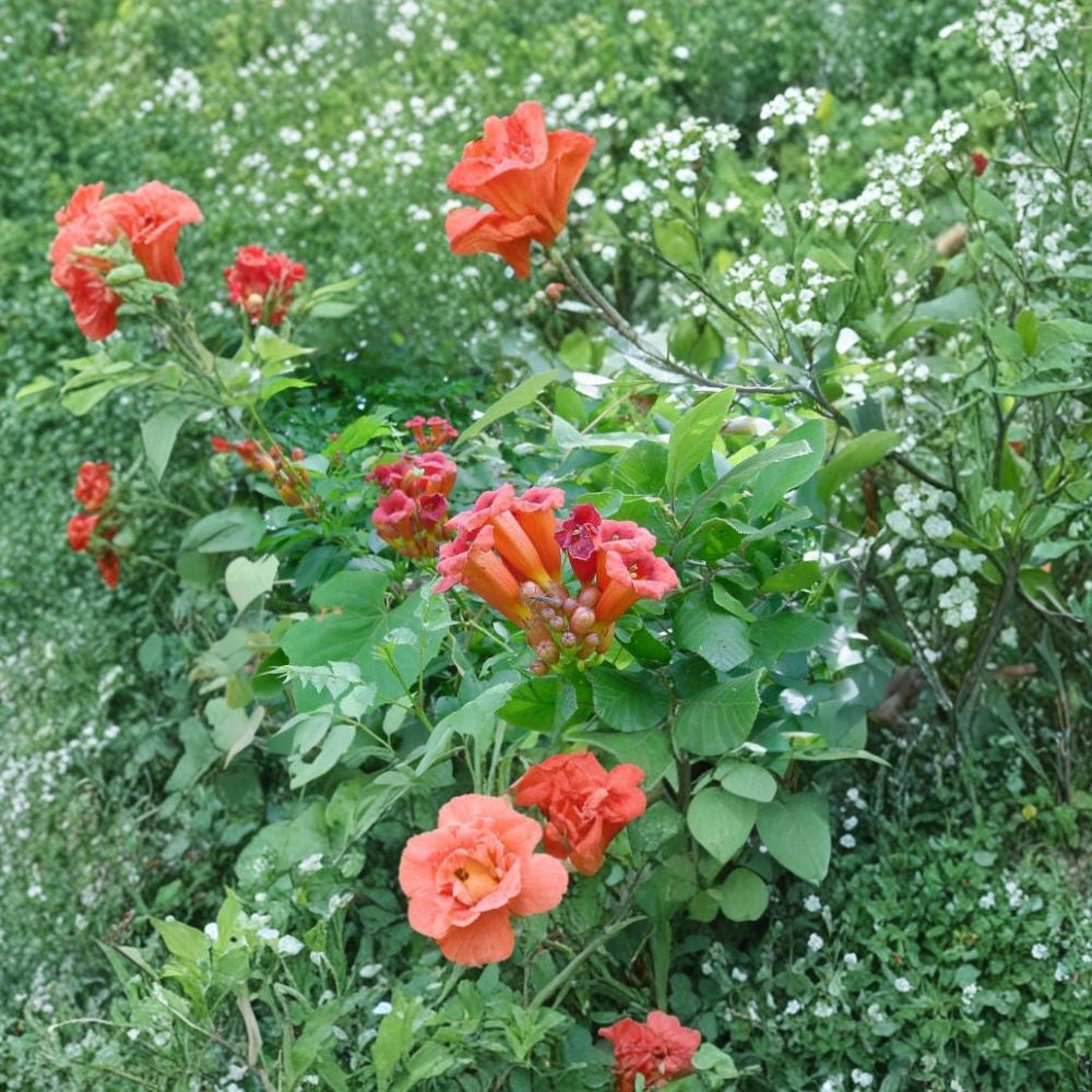 Trumpet Creeper – Campsis radicans Seeds | 100 Seeds | Fast Growing Hardy Vine | Attracts Hummingbirds