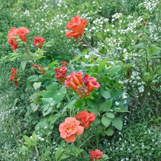 Trumpet Creeper – Campsis radicans Seeds | 100 Seeds | Fast Growing Hardy Vine | Attracts Hummingbirds