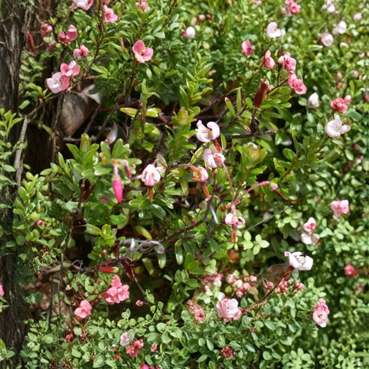 American Cranberry – Vaccinium macrocarpon 300 Seeds | Edible Ground Cover | Hardy Evergreen  Bulk Berry Plant | Fall Color | Wildlife Friendly